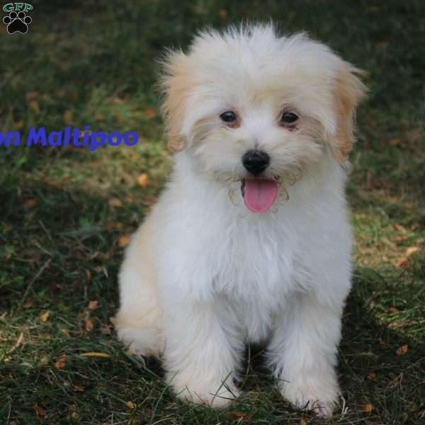 Prinston, Maltipoo Puppy